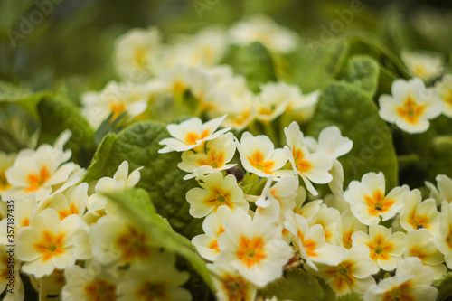 spring flowers in the garden