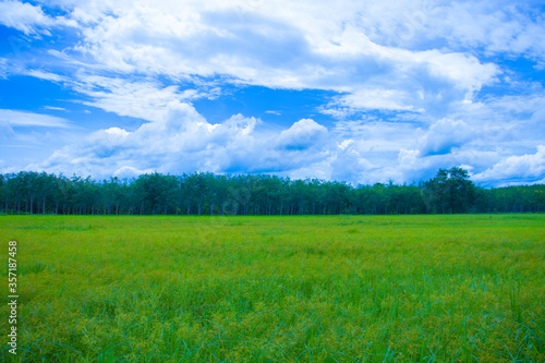 green grass and blue sky