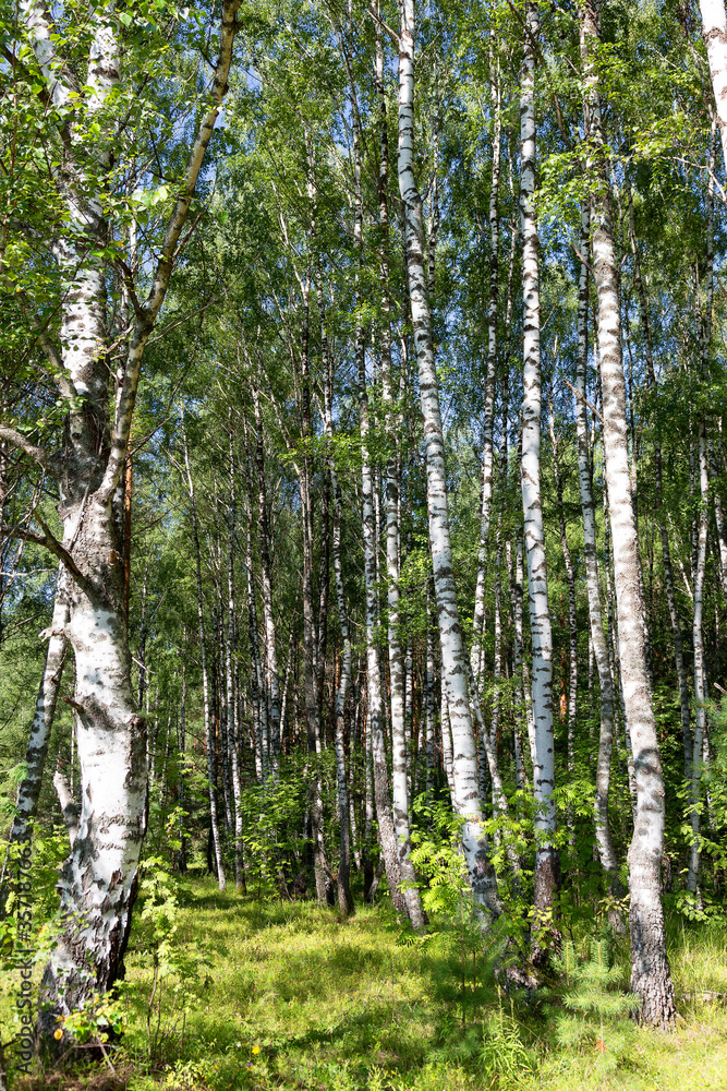 Authentic beautiful summer landscape birch grove on a clear sunny day Authentic beautiful summer landscape birch grove on a clear sunny day