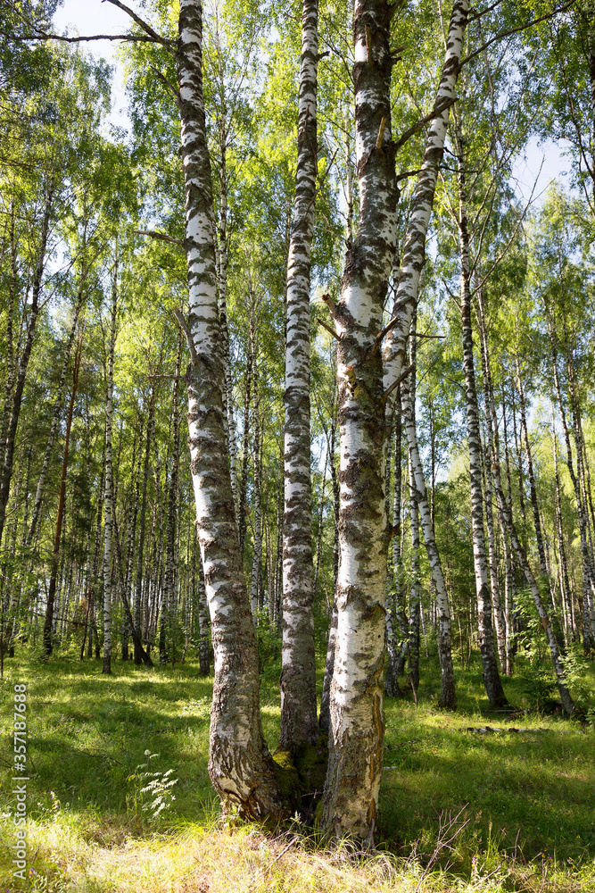 Authentic beautiful summer landscape birch grove on a clear sunny day Authentic beautiful summer landscape birch grove on a clear sunny day