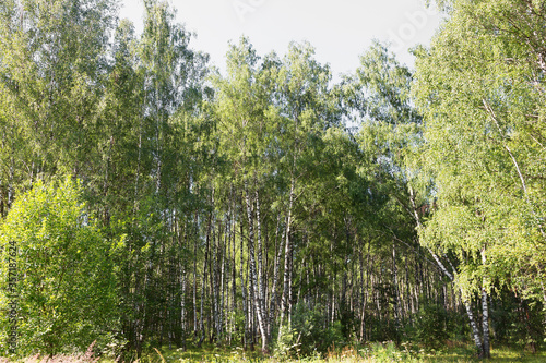 Authentic beautiful summer landscape birch grove on a clear sunny day