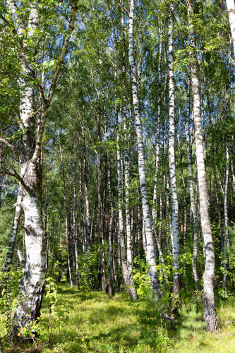 Fototapeta Naklejka Na Ścianę i Meble -  Authentic beautiful summer landscape birch grove on a clear sunny day