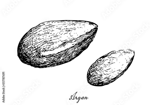 Illustration Hand Drawn Sketch of Argan or Argania Spinosa Seeds, Used for Cosmetic Purposes.
