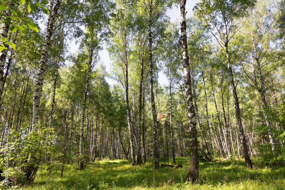 Obraz premium Authentic beautiful summer landscape birch grove on a clear sunny day