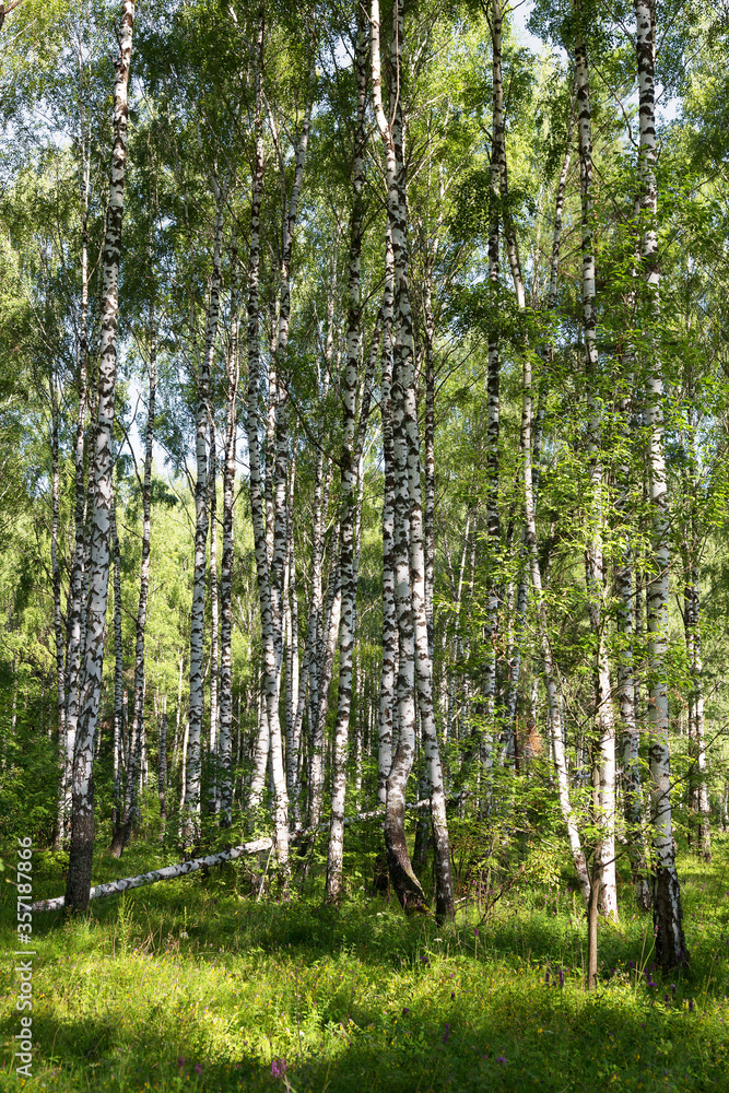 Fototapeta premium Autentyczny piękny letni krajobraz brzozowy gaj w pogodny, słoneczny dzień