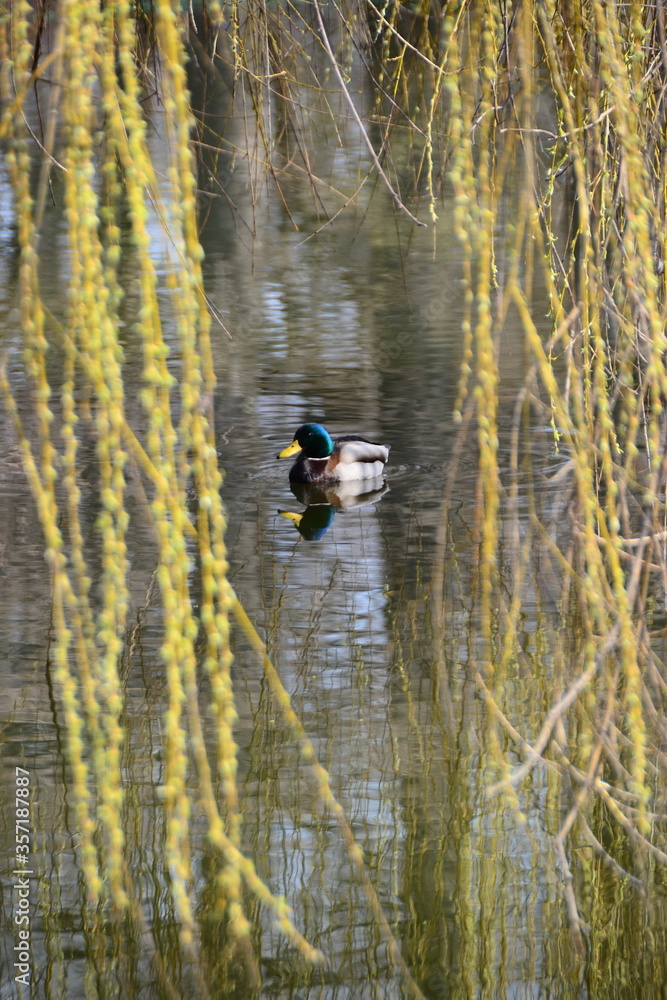 Male mallard duck swimming in the water between plants Male mallard duck swimming in the water between plants
