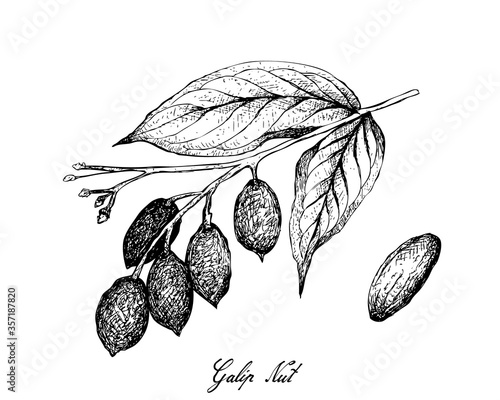 Illustration Hand Drawn Sketch of Canarium Indicum, Galip Nuts or Pacific Almonds on A Tree, Good Source of Dietary Fiber, Vitamins and Minerals.
 