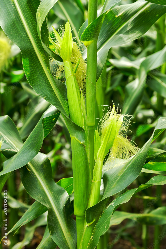 Obraz premium Corn field, corn on the cob. Selective Focus