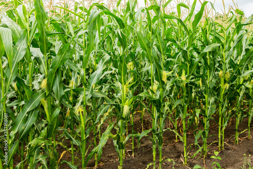 Corn field, corn on the cob. Selective Focus