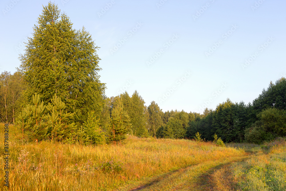 Beautiful morning landscape in the forest road, forest glade flooded with bright sunlight.