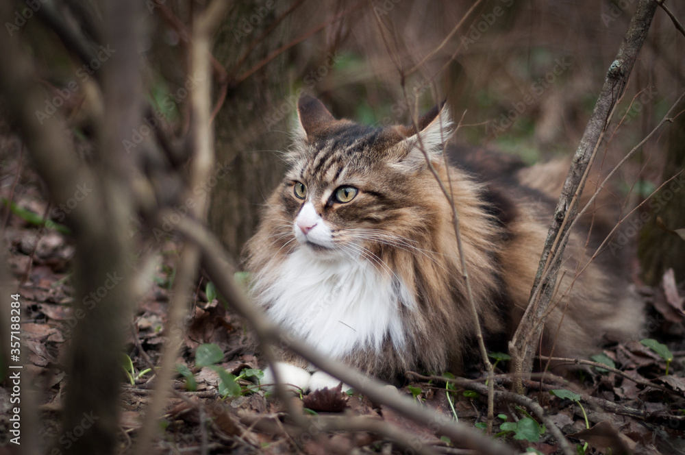 beautiful Norwegian forest cat white and brindle taken outdoors, with the typical colors of the undergrowth.