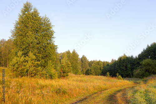 Beautiful morning landscape in the forest road  forest glade flooded with bright sunlight.