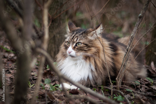 Photography beautiful Norwegian forest cat white and brindle taken outdoors, with the typical colors of the undergrowth