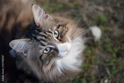 beautiful white and brindle norwegian forest cat shot from above looking at the camera outdoors. photo