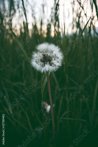 White dandelion seeds on natural blurred green background  close up. White fluffy dandelions  meadow. Summer  spring  nature. Field  floral.