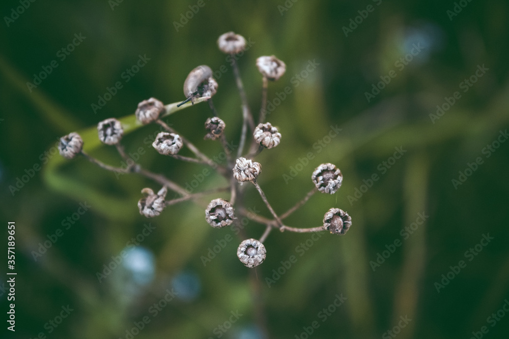 Green grass and flowers macro photography on field with blurred green background. Green grass and flowers macro photography on field with blurred green background.