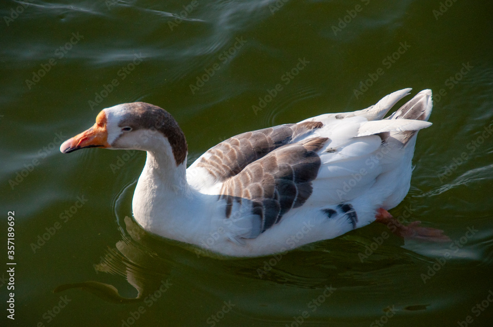 ducks are swimming on the nakki lake of mount abu