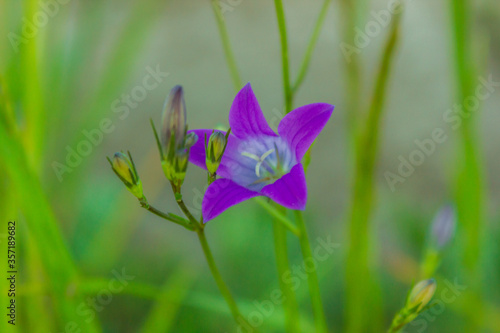 Wild purple flower bell in macro.