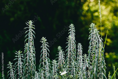 Flowering bushes of Motherwort in the forest. Medical herbs