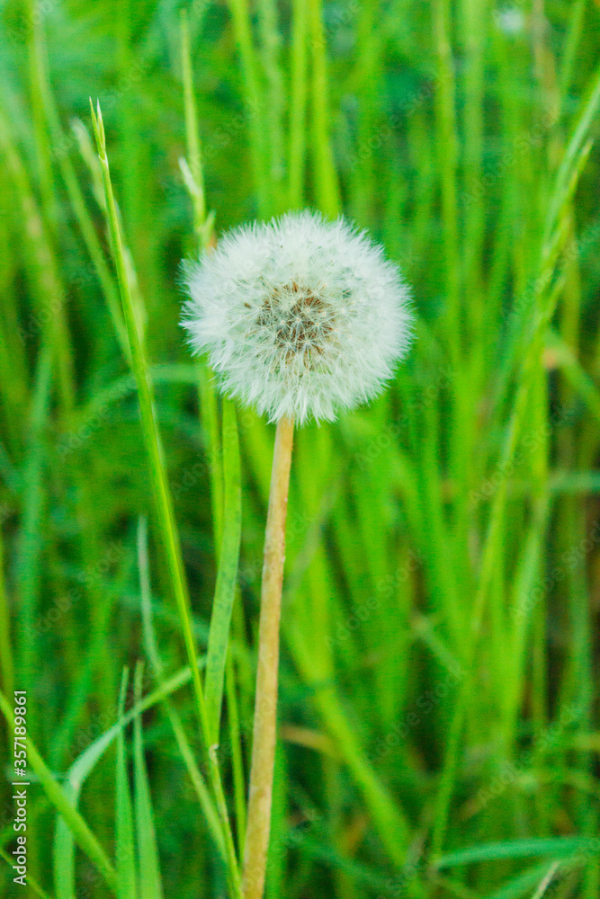 White dandelion seeds on natural blurred green background, close up. White fluffy dandelions, meadow. Summer, spring, nature. Field, floral. White dandelion seeds on natural blurred green background, close up. White fluffy dandelions, meadow. Summer, spring, nature. Field, floral.