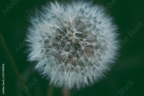 White dandelion seeds on natural blurred green background  close up. White fluffy dandelions  meadow. Summer  spring  nature. Field  floral.