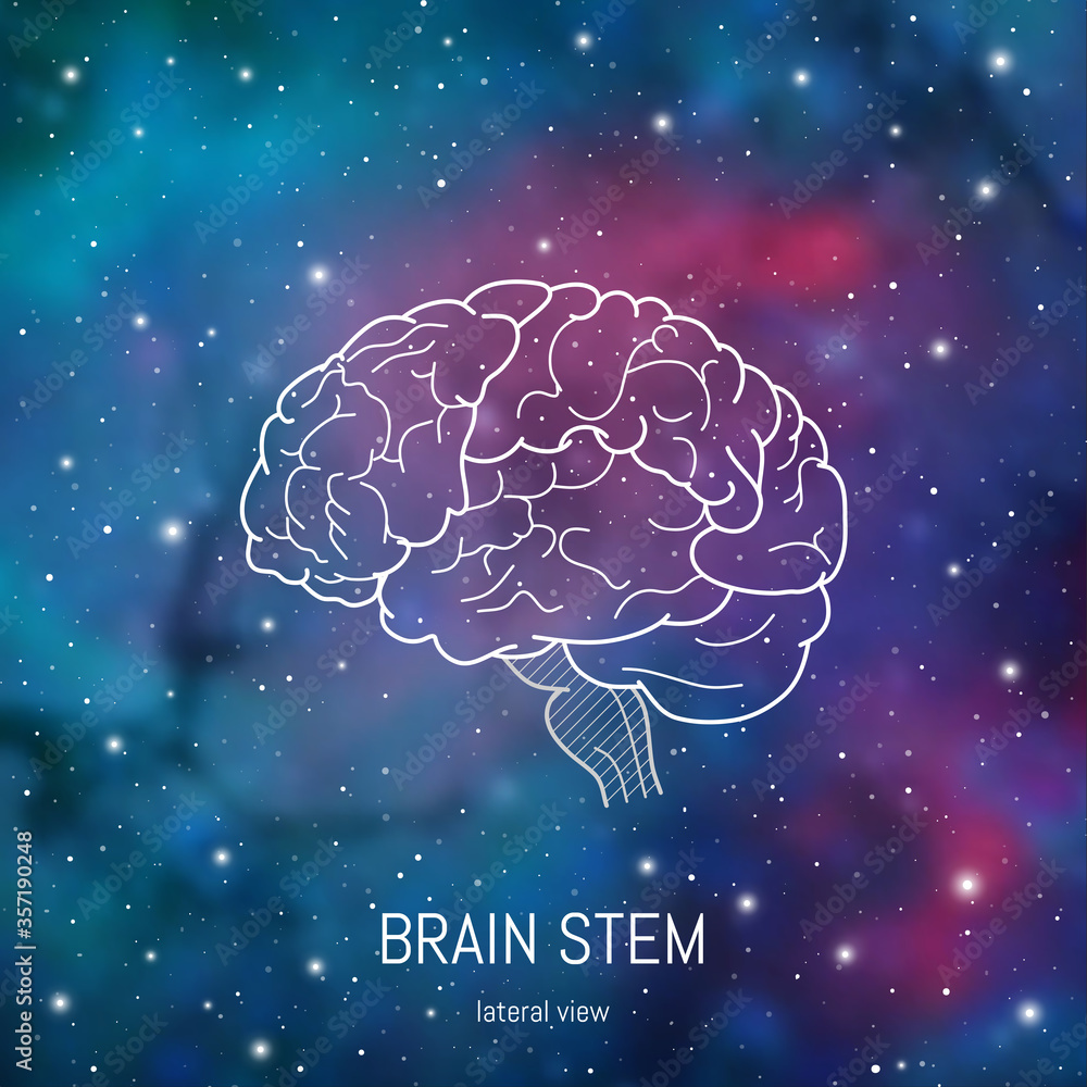 Neuroscience infographic on space background. Human brain lobes and sections illustration. Brain anatomy structure cross section. Neurobiology scientific medical vector in front of futuristic cosmos Neuroscience infographic on space background. Human brain lobes and sections illustration. Brain anatomy structure cross section. Neurobiology scientific medical vector in front of futuristic cosmos