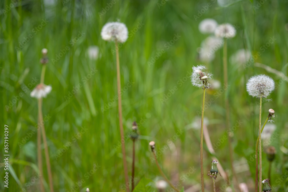 Dandelions in the meadow. The symbol of spring. Amazing meadow with wildflowers. Beautiful rural landscape in perspective. Selective focus Dandelions in the meadow. The symbol of spring. Amazing meadow with wildflowers. Beautiful rural landscape in perspective. Selective focus