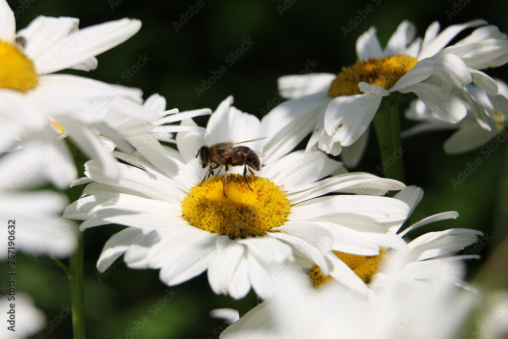 Hoverfly on a white Shasta daisy flower, Leucanthemum x superbum on a natural dark background, close-up. Hoverfly on a white Shasta daisy flower, Leucanthemum x superbum on a natural dark background, close-up.