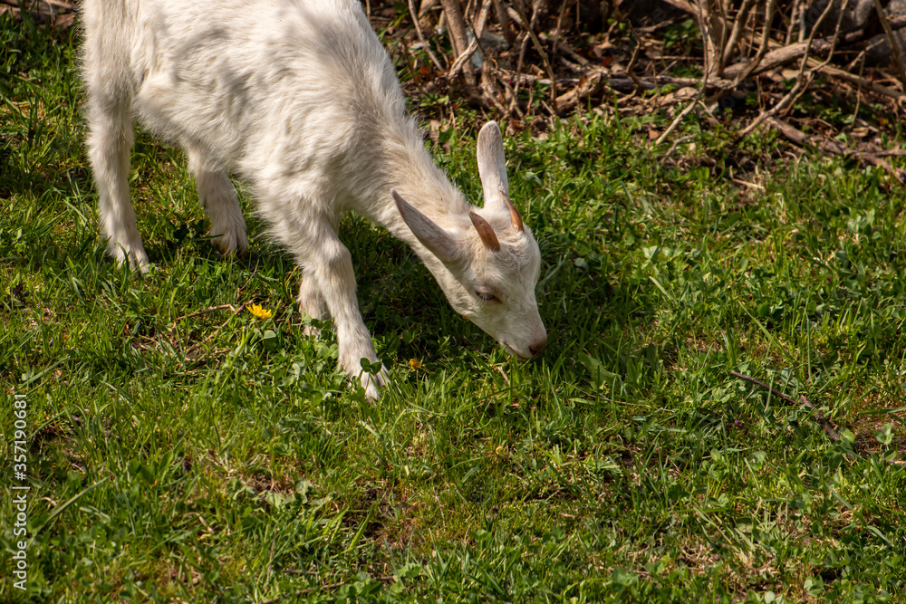 Small white domestic goat grazing, close up Small white domestic goat grazing, close up
