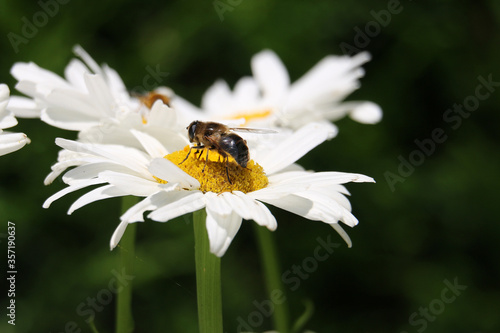 Hover fly on a white Shasta daisy flower on a natural green background, close-up.