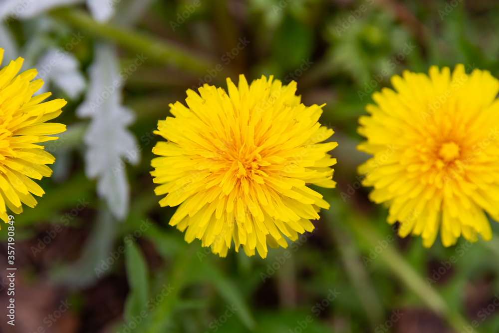 yellow dandelion flower in spring on a bright sunny day on a background of green grass yellow dandelion flower in spring on a bright sunny day on a background of green grass