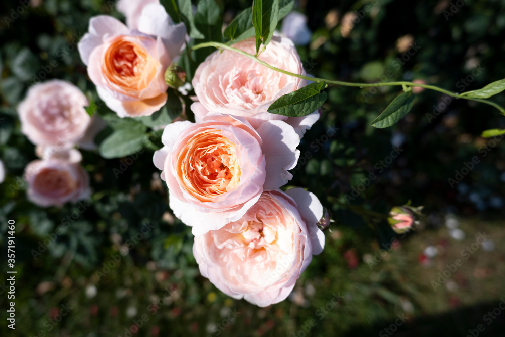 Fototapeta premium rose garden amazing colorful view