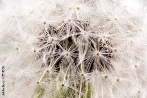 fluffy dandelion closeup background