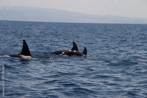 Orcas in the water