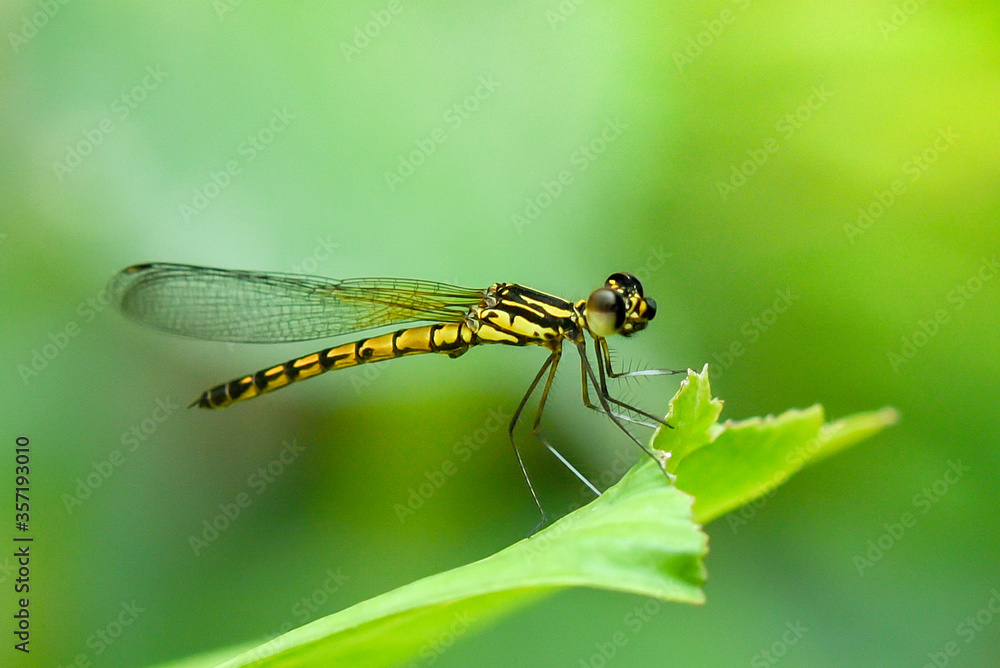 Close up yellow dragonfly on leaf. Close up yellow dragonfly on leaf.