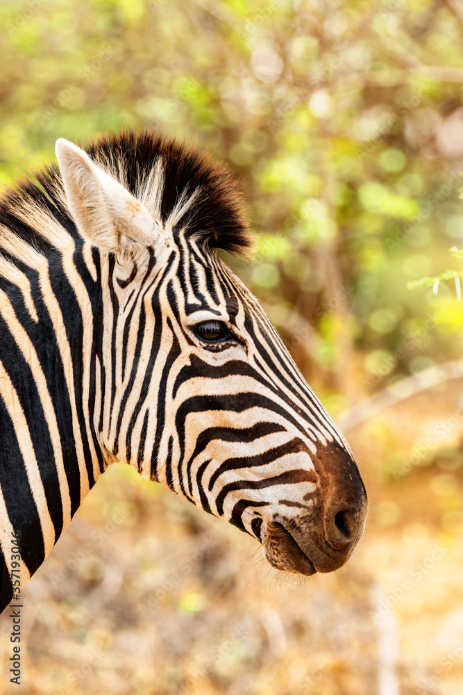 Fototapeta premium South African Zebra in their natural habitat