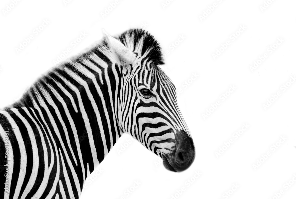 South African Zebra in their natural habitat