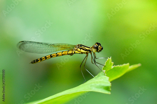 Close up yellow dragonfly on leaf.