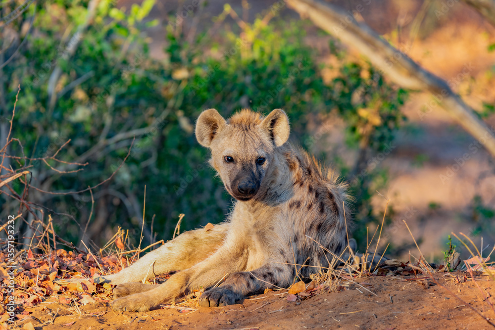 Fototapeta premium South African spotted Hyena