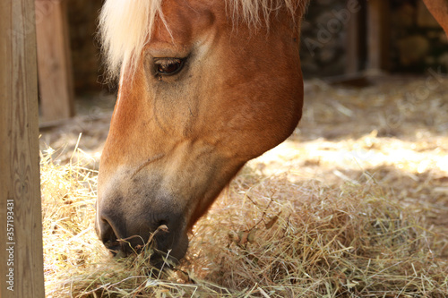 Amazing brown horse eating straw in the stable