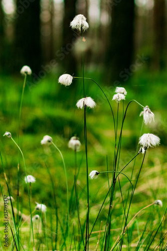 Eriophorum flowers on meadow.