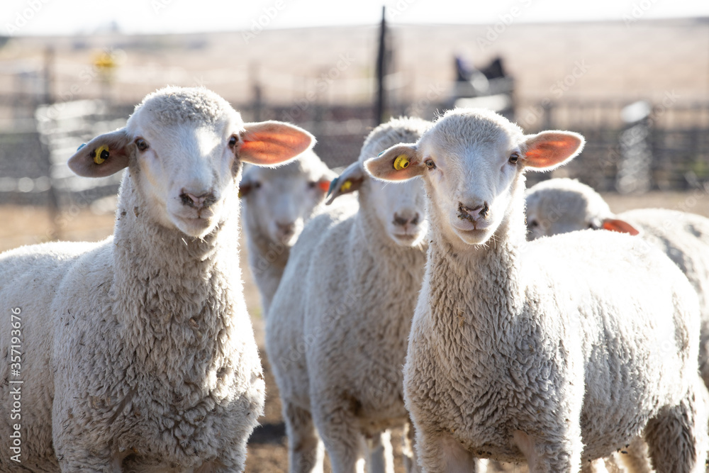 Woolled sheep in a pen Woolled sheep in a pen