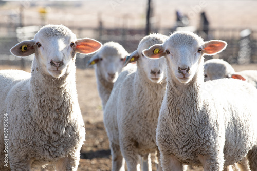 Fotografia Woolled sheep in a pen