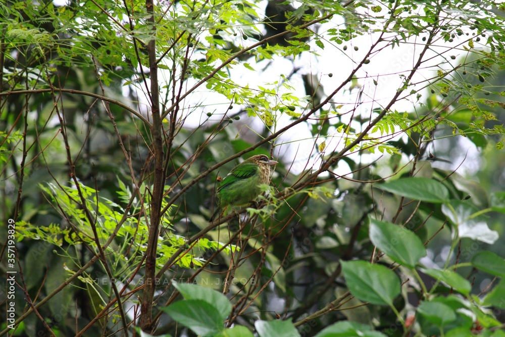 Birds and green leaves in the morning Birds and green leaves in the morning