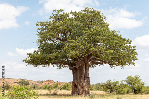 View of a big, old baobab tree with leaves in Mapungubwe National Park, South Africa