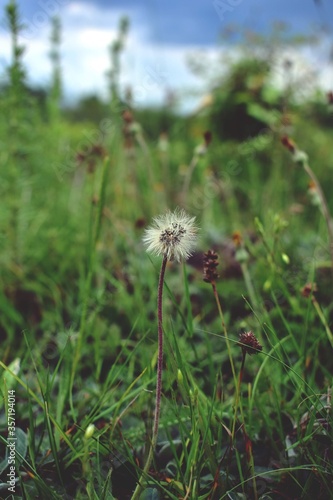 dandelion seeds flying trough air. plant silhouette at sunset