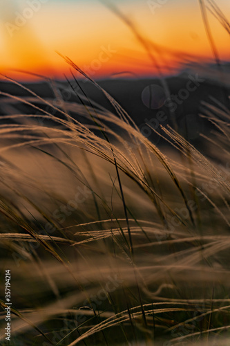 Yellow Grass Field Sunset 