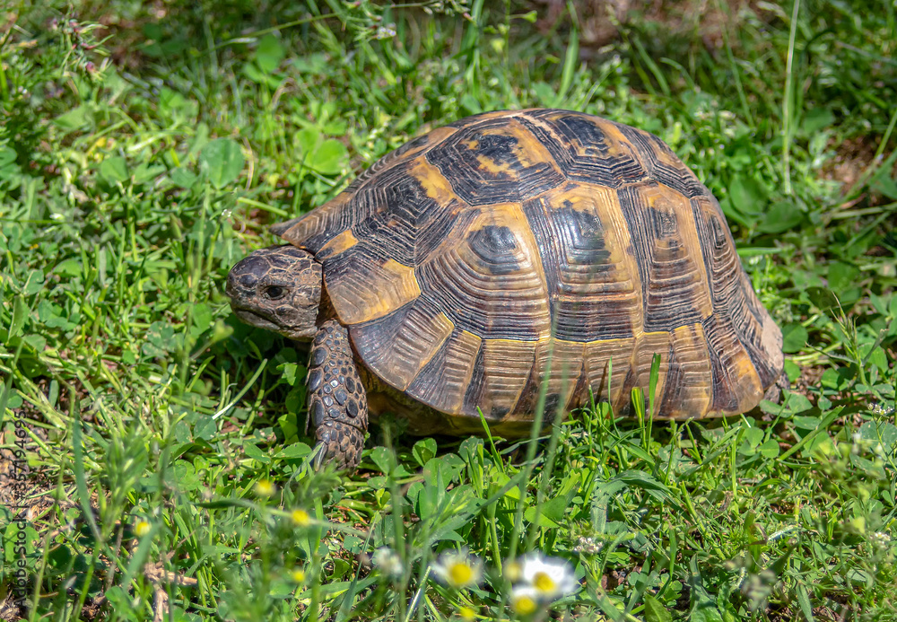 A turtle between green grass, chamomile, and clover. Closeup. A turtle between green grass, chamomile, and clover. Closeup.