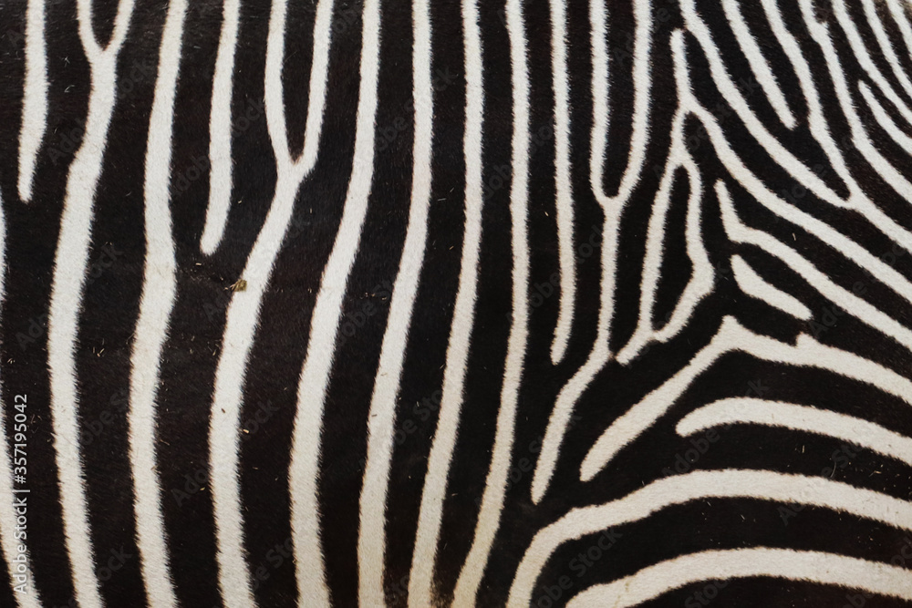 black and white zebra pattern black and white zebra pattern