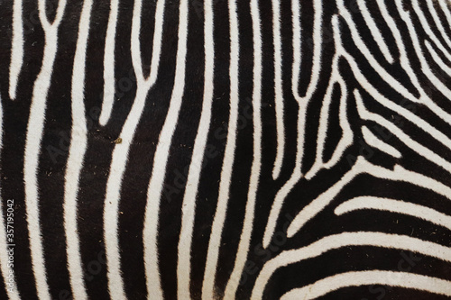 black and white zebra pattern